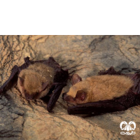 گونه خفاش سندی Sind Bat